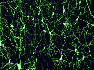 Fluoreszenz markierte Neuronen