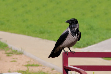 Hooded crow