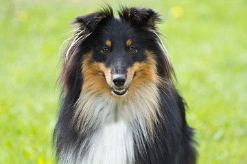 Portrait of sheltie dog