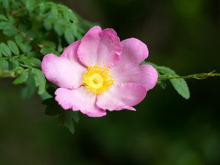 サンショウバラの花と葉