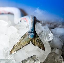 garfish,belone-belobe fishtail on the ice - obrazy, fototapety, plakaty