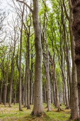 Gespensterwald Nienhagen