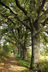 Fototapeta na wymiar Trees in an autumn Nature