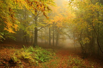 Naklejka premium Foggy magical autumn Forest with colorful Trees
