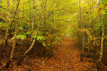 Foggy magical autumn Forest with colorful Trees