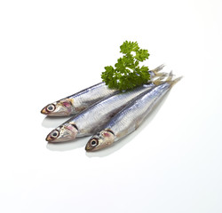 Gruppeanchovies