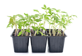 Tomato seedlings isolated