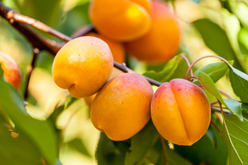 Pfirsiche (Prunus persica) 