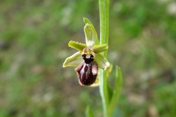 Schwarze Ragwurz Orchidee