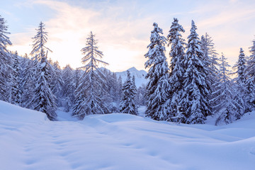 Fototapeta premium Winter forest in Alps