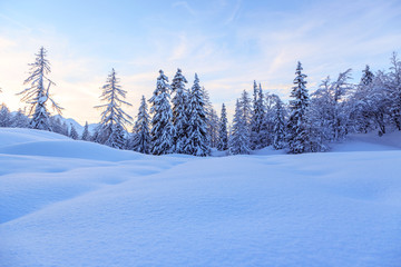 Winter forest in Alps