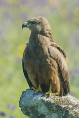 black kite