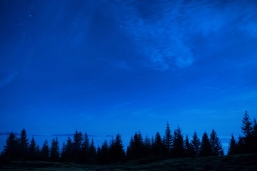 Forêt de pins sous un ciel nocturne bleu foncé
