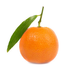 Orange mandarin