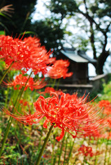 彼岸花と社