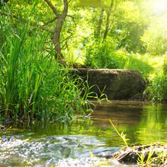 Stream in the tropical forest