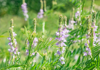 Flowers Vicia cracca