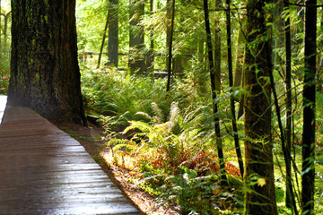 Green park at sunrise