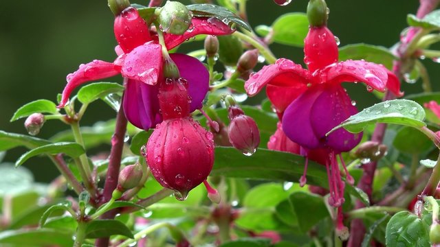 fuchsia with water drops after rain
