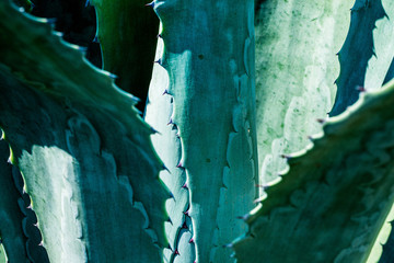 agave plant leaves