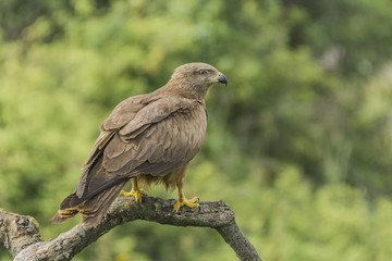 black kite