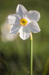 Narciso selvatico di montagna