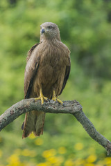 black kite