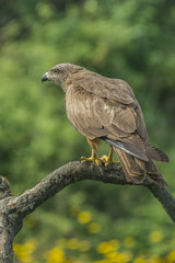 black kite