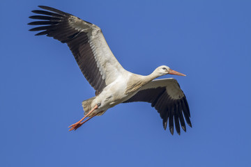 Weißstorch auf Nahrungssuche