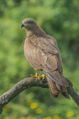 Fototapeta premium black kite