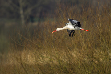 Weißstorch auf Nahrungssuche