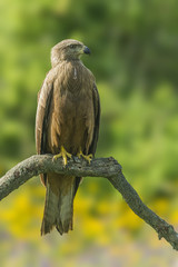 black kite