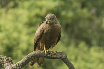 black kite