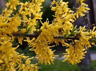 forsythia bush blossoming