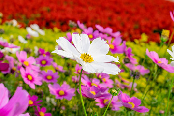 The Cosmos Flower