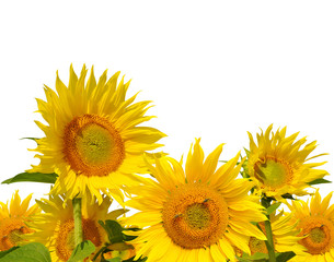 Obraz premium sunflower field on white background