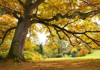 Selbstklebende Fototapete Bäume Baum mit goldenen Blättern im Herbst