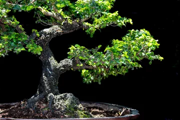 Fotobehang Bonsai Bonsai, dwarfed tree on black background  © thornchai
