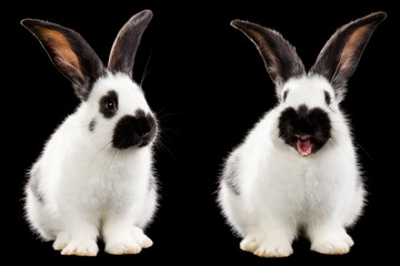 Two white rabbit