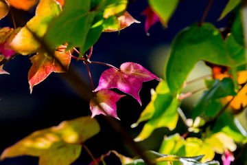 Maple leaves change color in autumn.