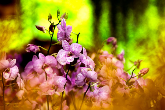 Bouquet of Light Pink Orchid at background, foreground are orchi