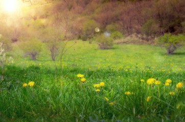   Spring nature in the morning.