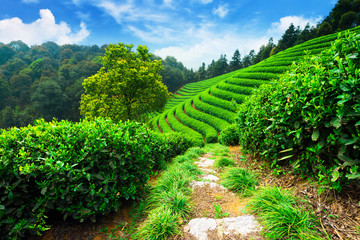 Naklejka premium tea plantations under blue sky