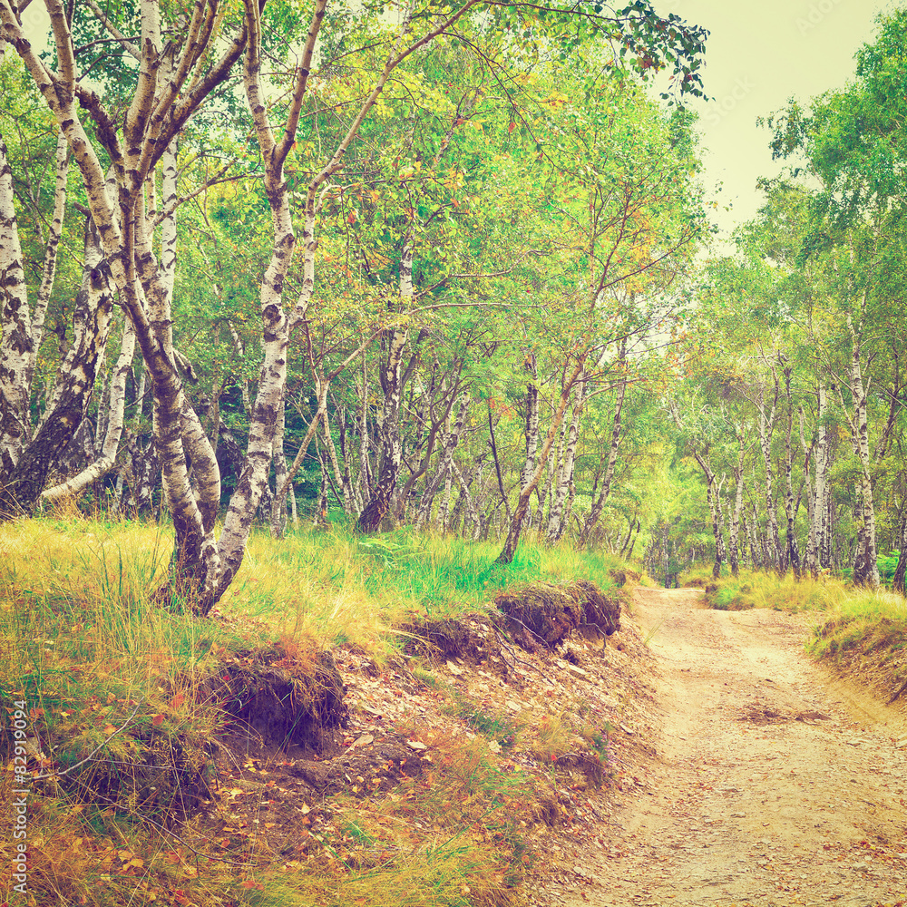 Poster forest