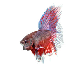 Fototapeta premium siamese fighting fish , betta