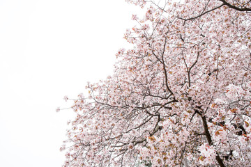 満開の桜の木