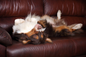 Funny dog lying on a leather sofa