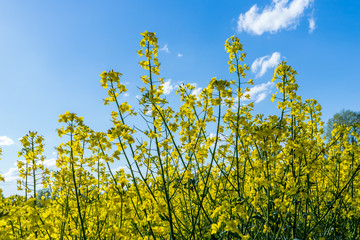 Obraz premium Frühling Rapsfeld