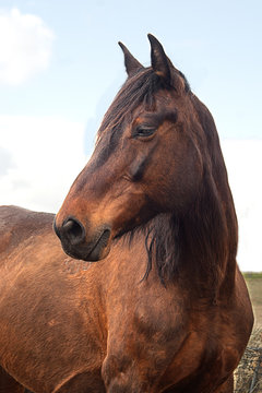 koń