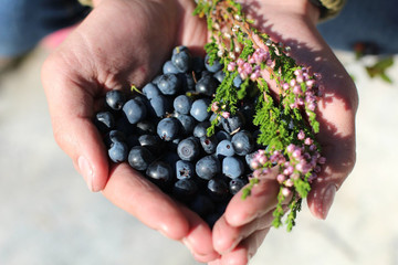 Черника в руках